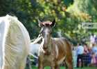 DSC01911 Lipizzaner im Burggarten Foto Pfluegl 160719